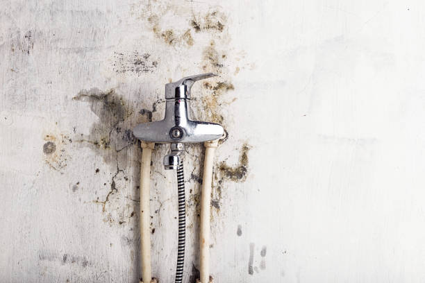 Best Affordable Mold Removal  in Northwoods, MO