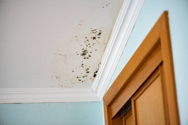 Best Mold Damage Repair  in Northwoods, MO