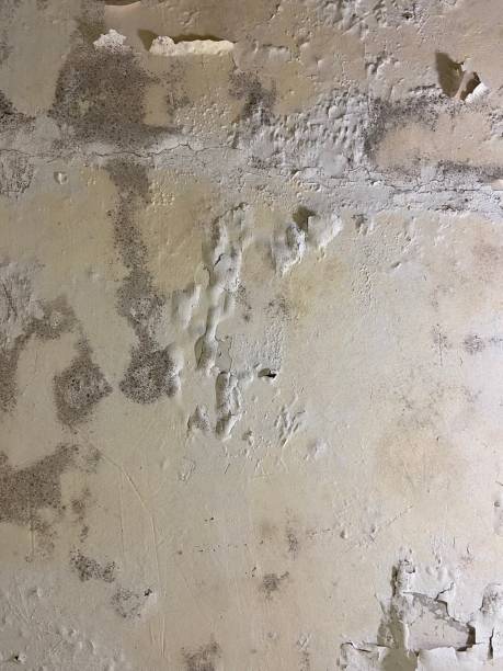 Best Professional Mold Removal  in Northwoods, MO