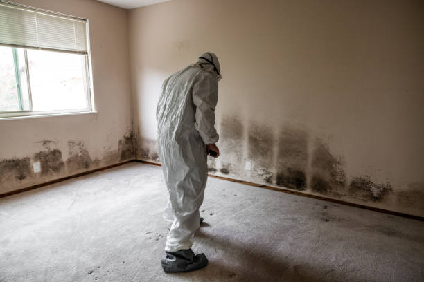 Certified Mold Removal in Northwoods, MO