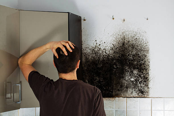Best Mold Testing  in Northwoods, MO